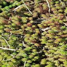 Attēlu rezultāti vaicājumam “Sedum sexangulare”