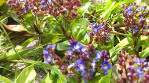 Attēlu rezultāti vaicājumam “Veronica beccabunga”