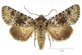 Attēlu rezultāti vaicājumam “Lacanobia contigua”