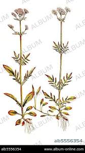 Image result for Baldrian