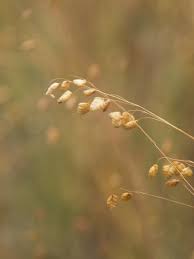 Attēlu rezultāti vaicājumam “Briza media flower”