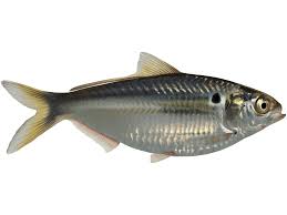 Image result for Dorosoma cepedianum