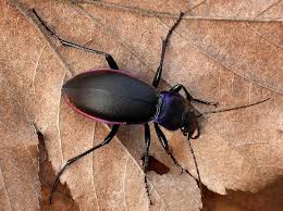 Attēlu rezultāti vaicājumam “Carabus violaceus”