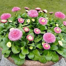 Image result for Bellis perennis
