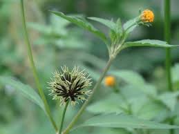 Attēlu rezultāti vaicājumam “Bidens frondosa flower”