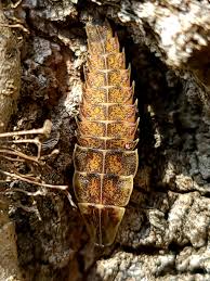 Attēlu rezultāti vaicājumam “Galerucella nymphaeae pupa”