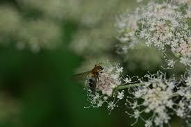 Attēlu rezultāti vaicājumam “Leucozona glaucia”