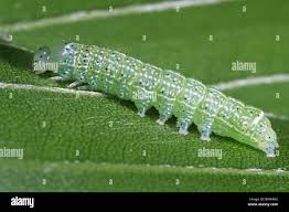 Attēlu rezultāti vaicājumam “Orthosia larvae”