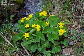 Attēlu rezultāti vaicājumam “Caltha palustris fruit”