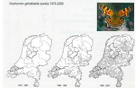 Attēlu rezultāti vaicājumam “Polygonia c-album”