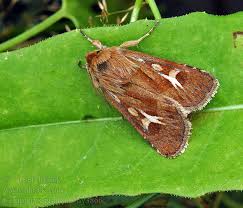 Attēlu rezultāti vaicājumam “Cerapteryx graminis”