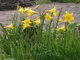 Attēlu rezultāti vaicājumam “Hemerocallis lilioasphodelus”