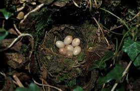Attēlu rezultāti vaicājumam “Erithacus rubecula nest”
