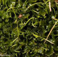 Attēlu rezultāti vaicājumam “Anthocerotopsida”