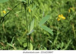 Attēlu rezultāti vaicājumam “Lathyrus pratensis leaf”