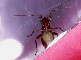 Attēlu rezultāti vaicājumam “Closterotomus biclavatus nymph”