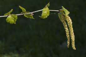 Attēlu rezultāti vaicājumam “Betula pendula flower”