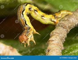 Attēlu rezultāti vaicājumam “Erannis defoliaria”