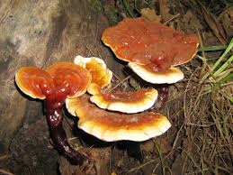 Attēlu rezultāti vaicājumam “Ganoderma lucidum”