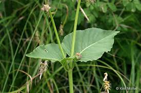 Attēlu rezultāti vaicājumam “Viola mirabilis leaf”