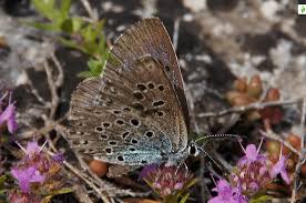 Attēlu rezultāti vaicājumam “Phengaris arion upperside”