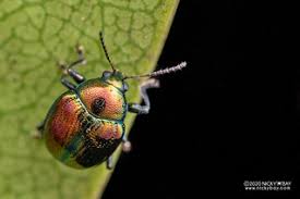 Attēlu rezultāti vaicājumam “Licea chelonoides macro”