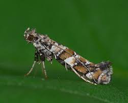 Attēlu rezultāti vaicājumam “Gracillaria syringella imago”