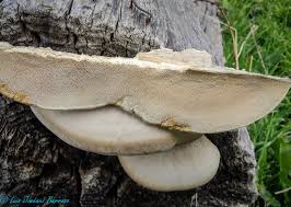 Attēlu rezultāti vaicājumam “Postia tephroleucus”