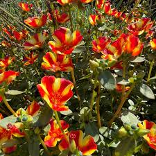 Attēlu rezultāti vaicājumam “Portulaca oleracea”