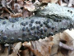 Attēlu rezultāti vaicājumam “Diatrype disciformis”