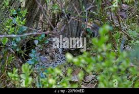 Attēlu rezultāti vaicājumam “Bonasa bonasia eggs”