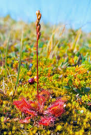 Attēlu rezultāti vaicājumam “Drosera rotundifolia leaf”