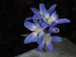 Attēlu rezultāti vaicājumam “Scilla luciliae”