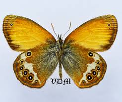 Attēlu rezultāti vaicājumam “Coenonympha arcania underside”