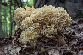 Attēlu rezultāti vaicājumam “Sparassis crispa”