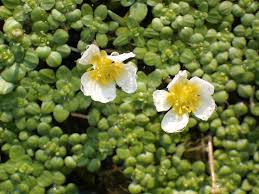 Attēlu rezultāti vaicājumam “Batrachium circinatum leaf”