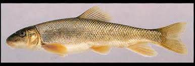 Image result for Catostomus commersonii