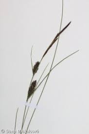 Attēlu rezultāti vaicājumam “Carex lasiocarpa”