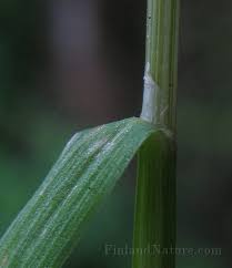 Attēlu rezultāti vaicājumam “Poa palustris”