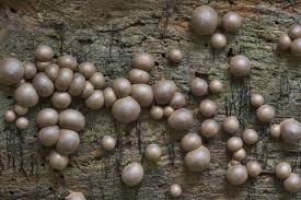 Attēlu rezultāti vaicājumam “Lycogala sphaeroconicum macro”