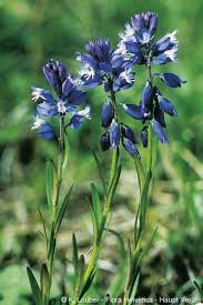 Attēlu rezultāti vaicājumam “Polygala vulgaris leaf”
