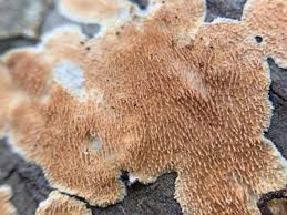 Attēlu rezultāti vaicājumam “Steccherinum ochraceum”