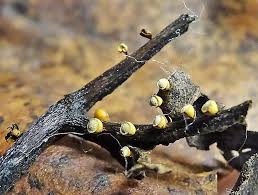 Attēlu rezultāti vaicājumam “Craterium minutum stalked”