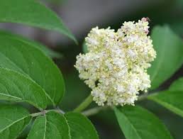 Attēlu rezultāti vaicājumam “Sambucus racemosa flower”