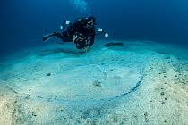 Image result for Gymnura altavela