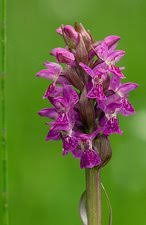 Attēlu rezultāti vaicājumam “Dactylorhiza cruenta”