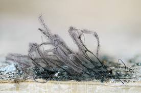 Attēlu rezultāti vaicājumam “Stemonitis axifera var. smithii macro”