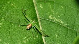 Attēlu rezultāti vaicājumam “Thomisidae”