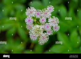 Attēlu rezultāti vaicājumam “Astrantia major fruit”