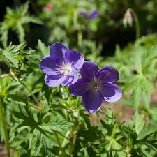 Attēlu rezultāti vaicājumam “Geranium bohemicum leaf”